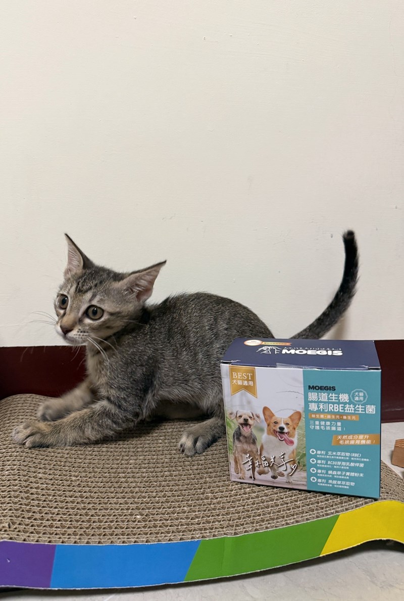 女人知己試用大隊,口碑行銷,部落客行銷,Moegis萌吉 腸道生機專利RBE益生菌,寵物益生菌,專利RBE益生元,專利蔬果酵素,小分子胜肽,藍藻粉,維持免疫力,幫助維持消化道機能,維持正常食慾,改變細菌叢生態,腸胃保健,犬貓適用